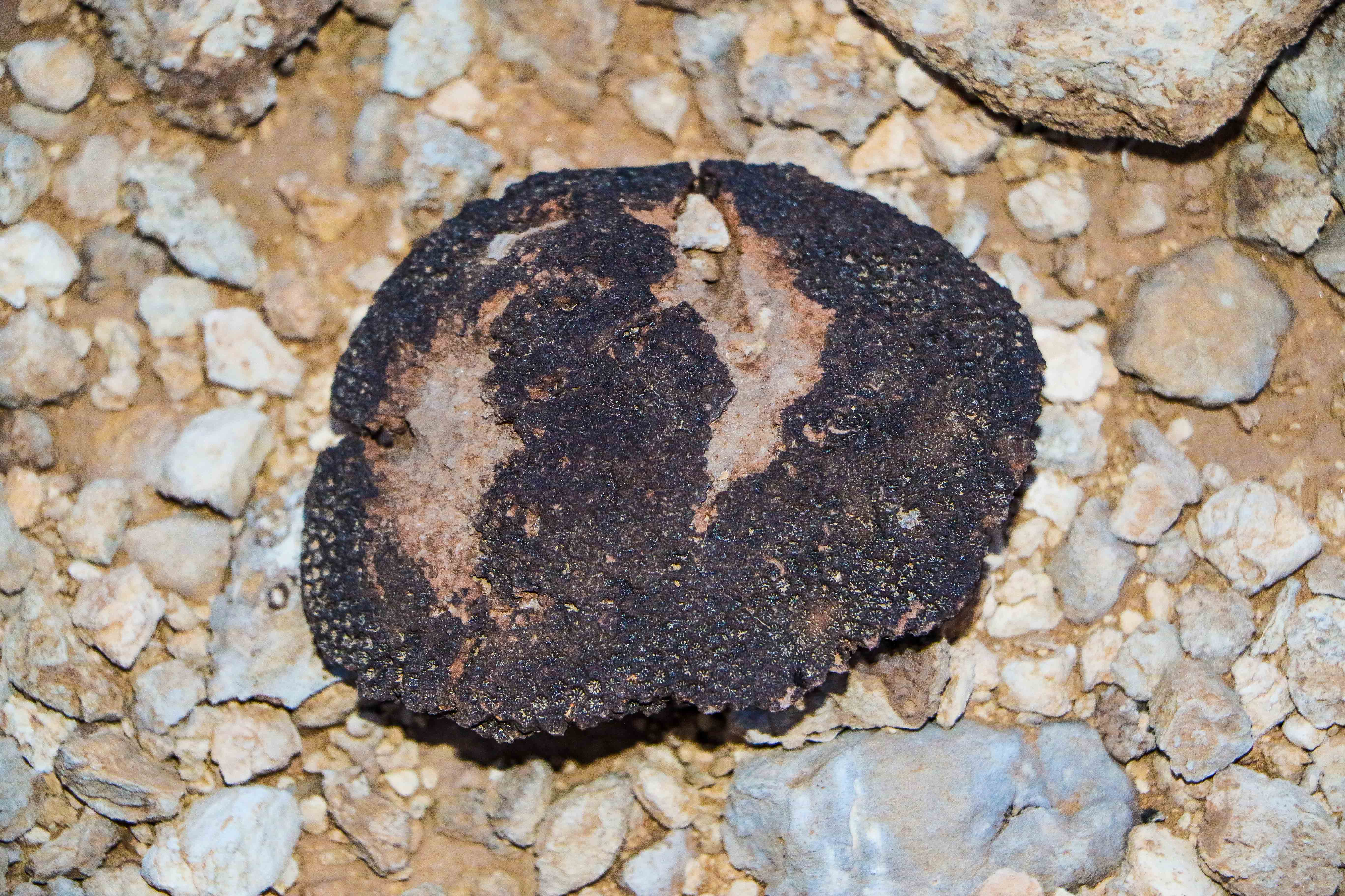 Fossil of corals on the way to Edge of the World (photo: Florent Egal)