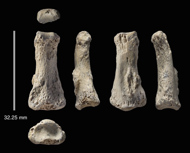 The 85 000-year-old fossilized human finger bone (credit: www.livescience.com)